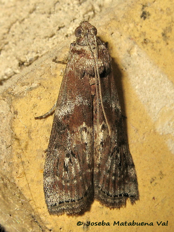 Pyralidae: Phycita roborella